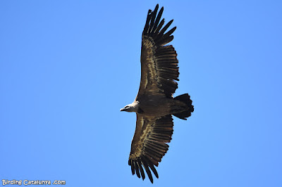 Voltor comú (Gyps fulvus)