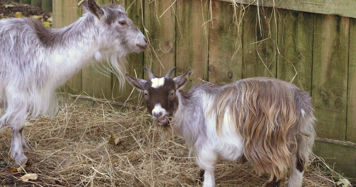 Where did pygmy goats originate?