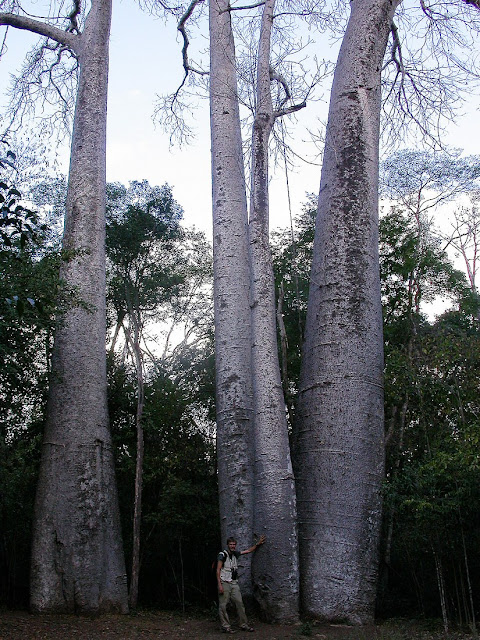 Adansonia madagascariensis Adansonia madagascariensis