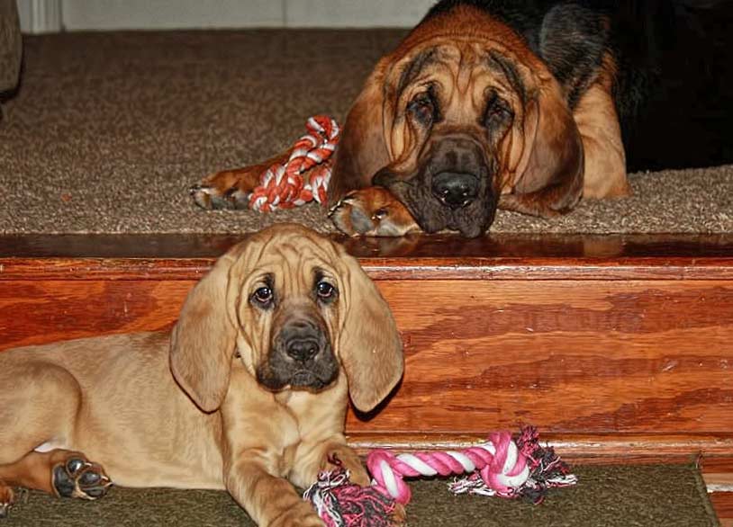 BORNTOTRACK BLOG Kasey Bloodhound Deer Tracking Services