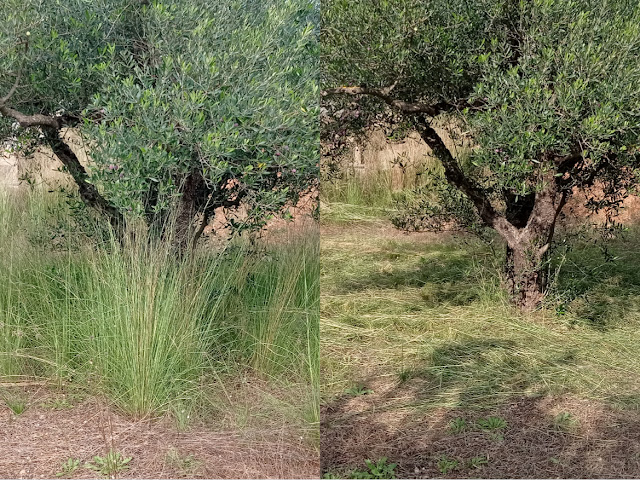 Crear manto vegetal.