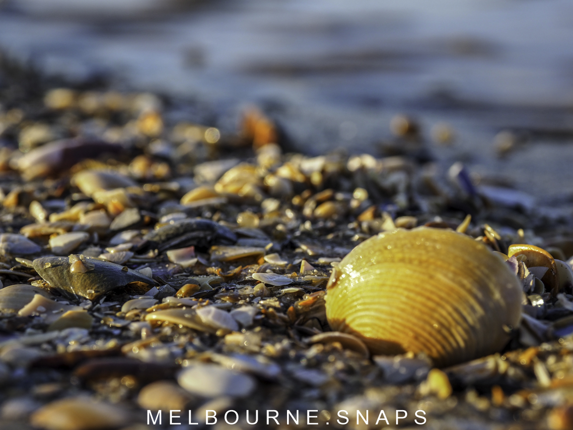 MELBOURNE.SNAPS SHELLS