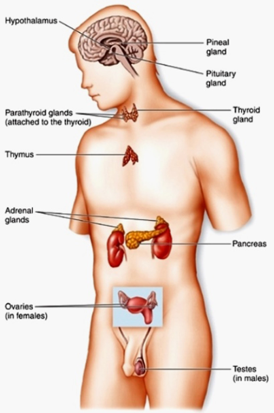 Glandular System