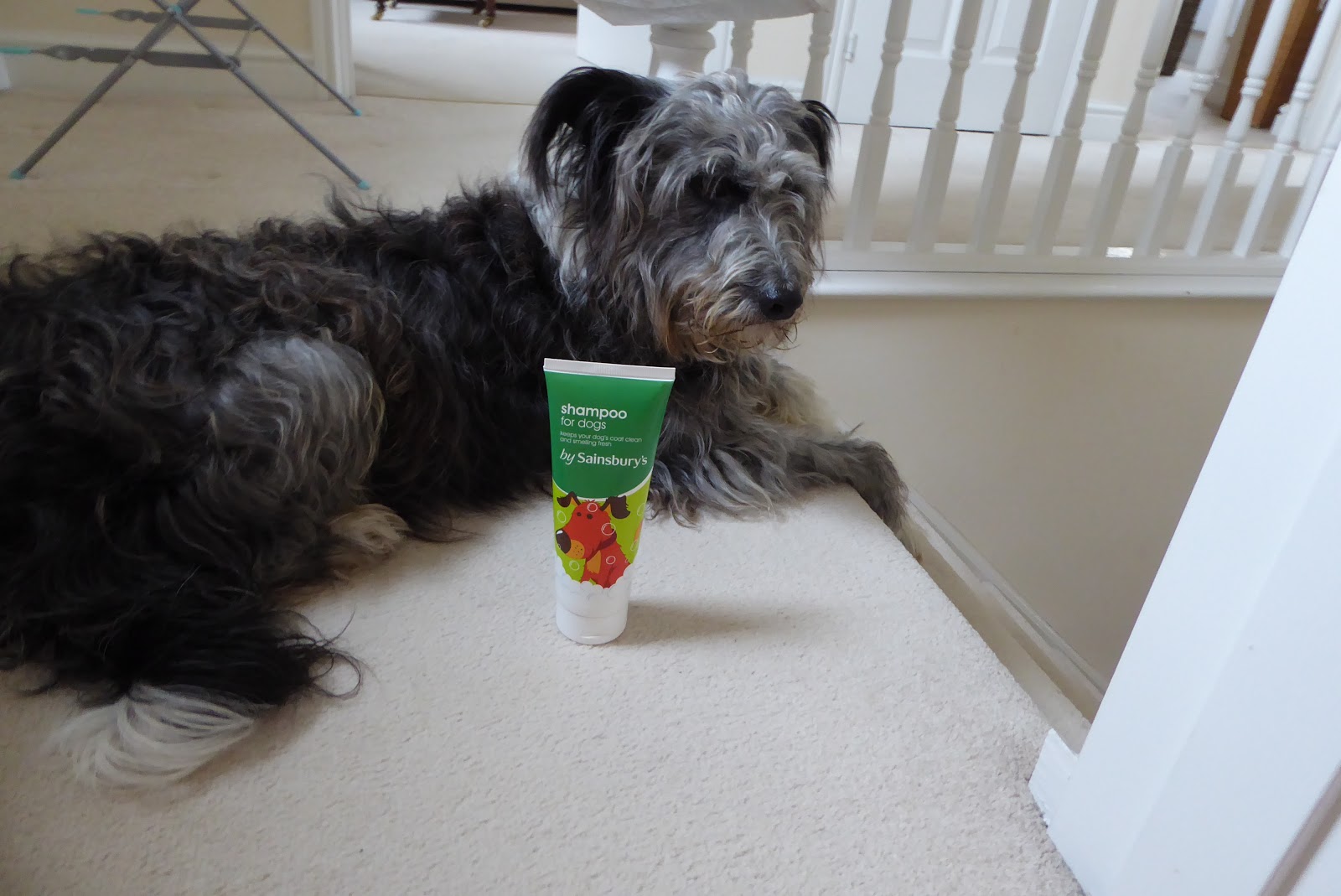 Susan Here There and Everywhere Canine Capers