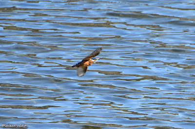 Blauet (Alcedo atthis)