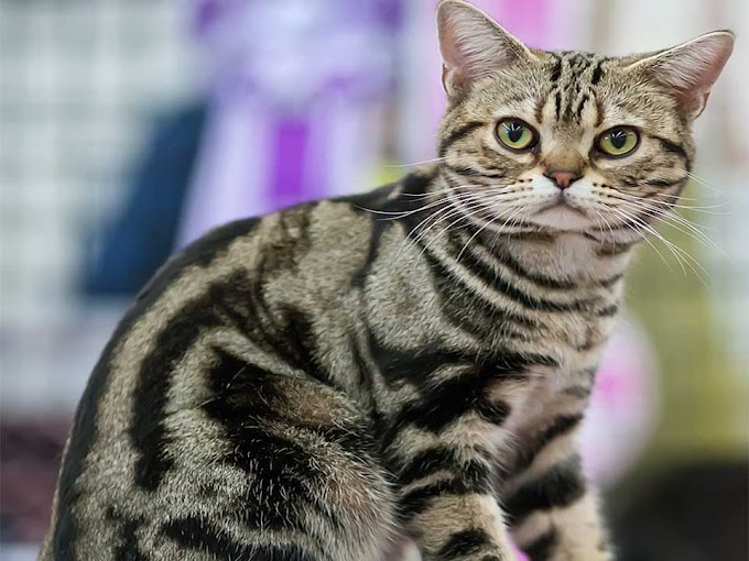 American Shorthair Cat to Safeguard Valuable Cargo from Mice and Rats