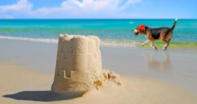 25 mejores playas para perros en Florida