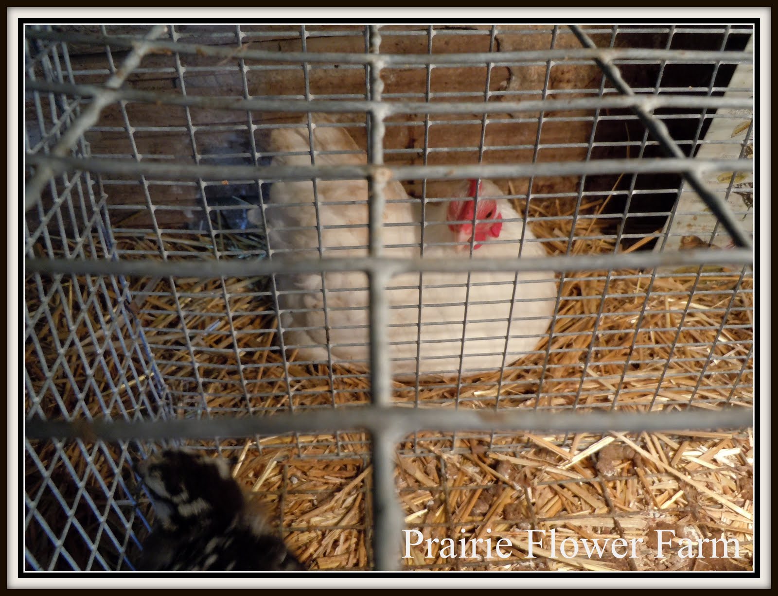 Prairie Flower Farm Todays the Yoder Chicken Auction and meeting a