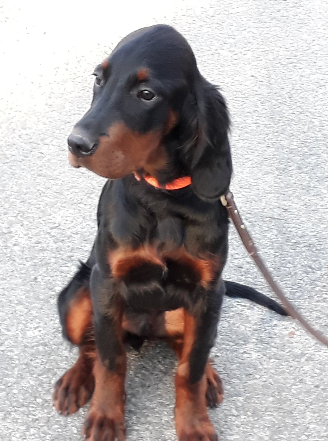 dressage chien savoie