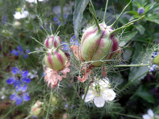 Cittaslow Botanik Park ÇÖREK OTU ÇİÇEĞİ ( Nigella Damoscena )