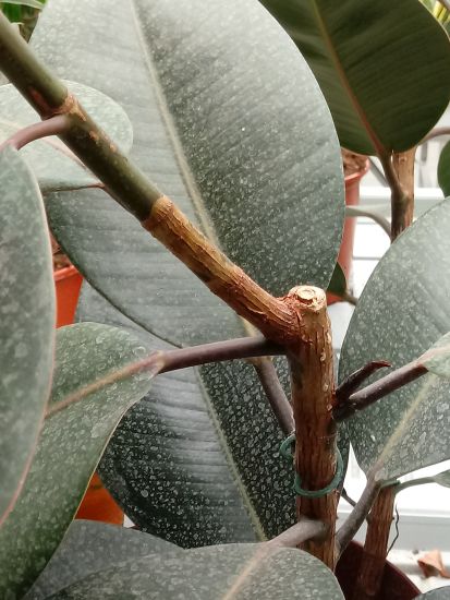 Stewarts Office Plants: Rubber plant pruning - stopping bleeding
