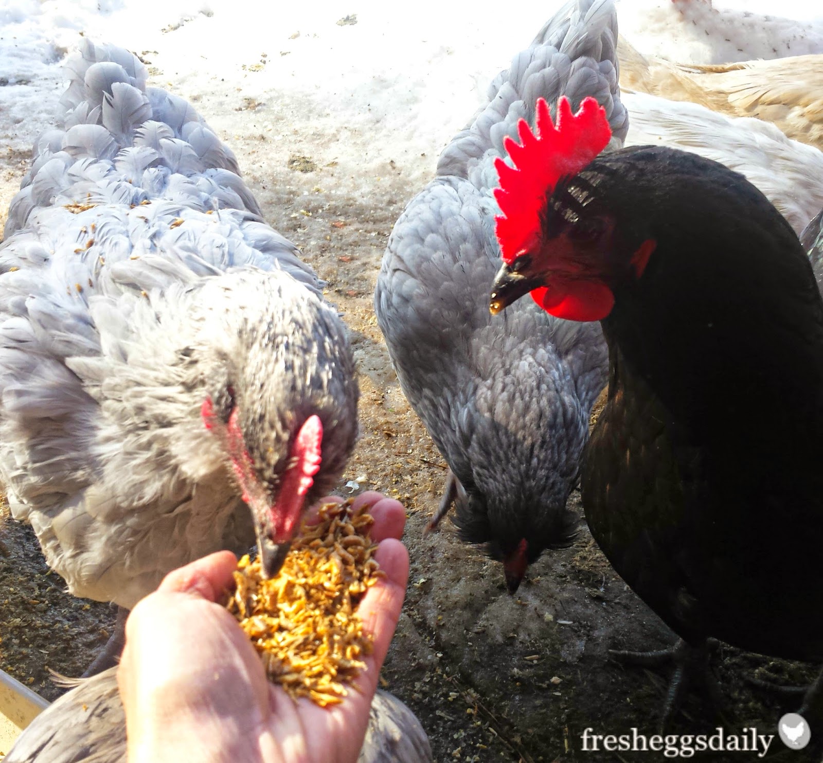 chickens eating river shrimp