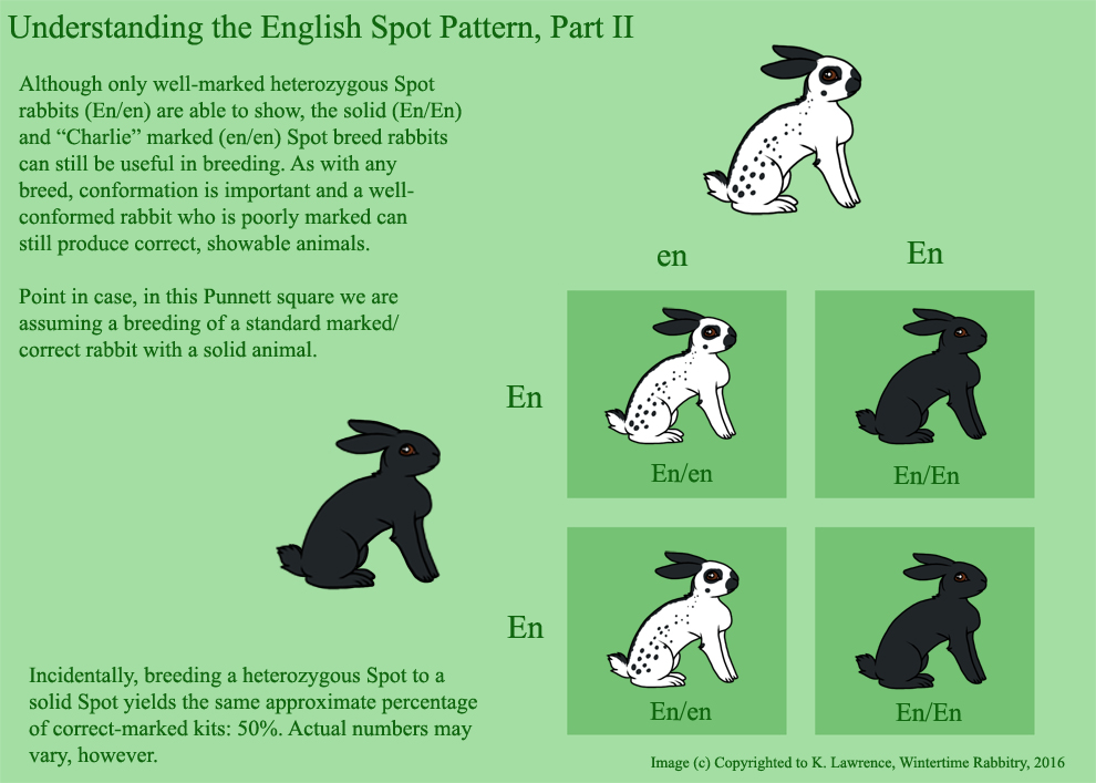 Rabbit Genetics And Musings: Cheat Sheet: Understanding the English ...