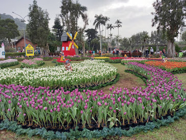 中壢社大週四趴趴走.2021首站士林官邸-鬱金香展(荷你相遇)