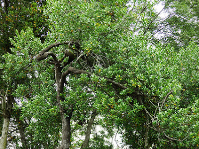 Grupo de aladiernos (Rhamnus alaternus)