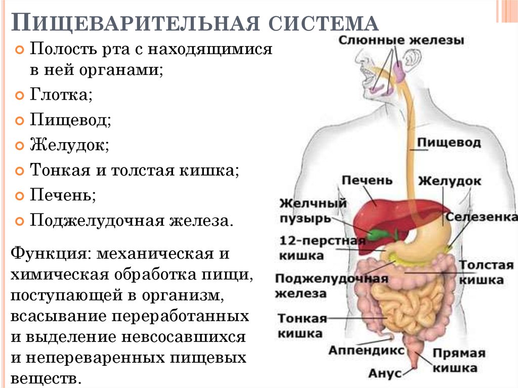 Функционирование пищеварительной системы человека. Назовите основные отделы (органы) пищеварительной системы. Функция и значение органов пищеварения. Отделы пищеварительной системы человека и их функции. Функции органов пищеварительного тракта.