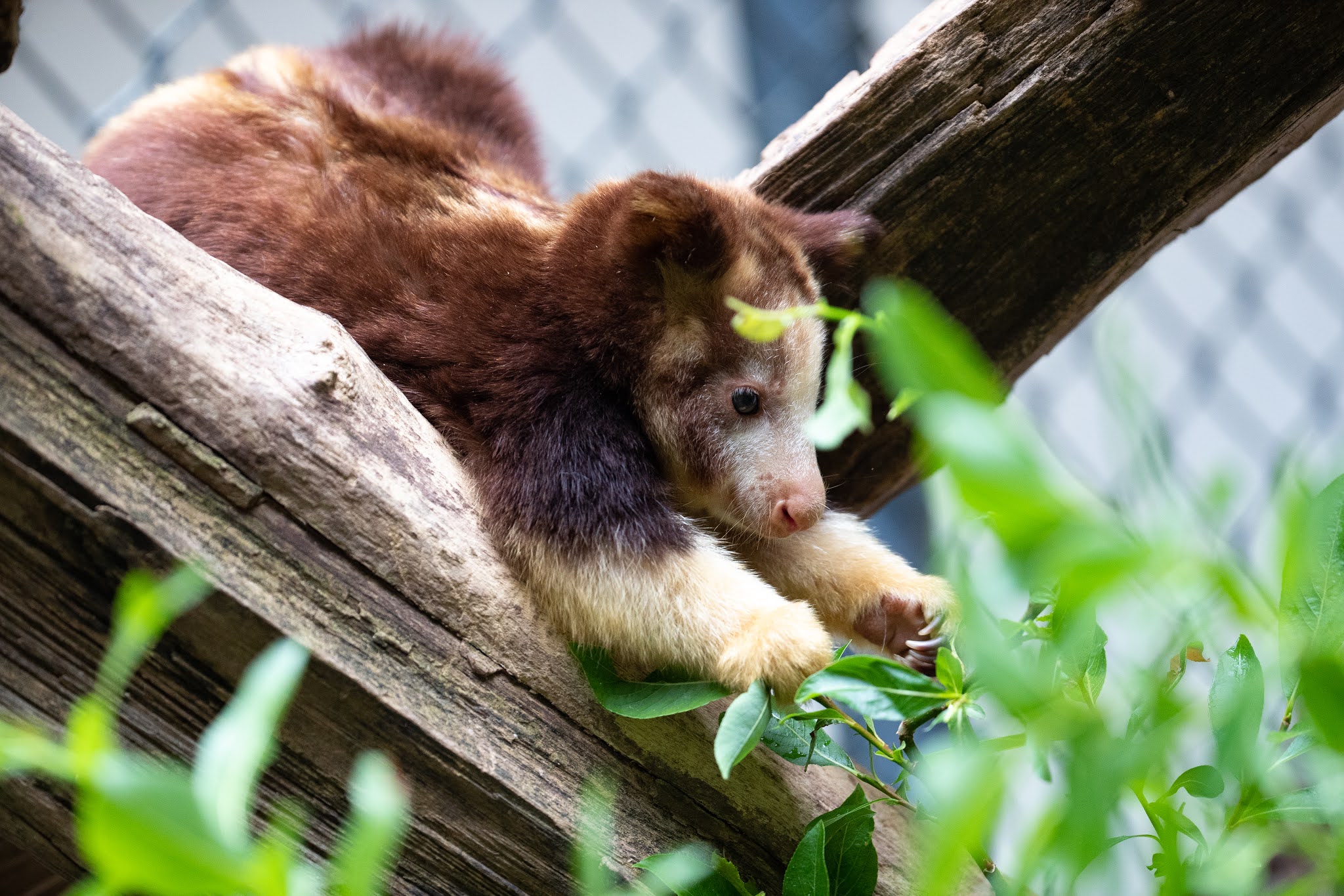 Celebrate Tree Kangaroo Awareness Day with new photos of joey Havam!