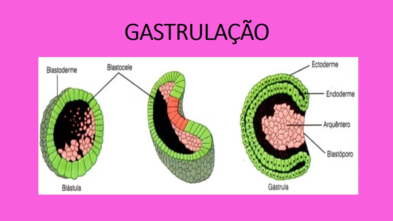 Prof Solange Ribas FOLHETOS EMBRION RIOS