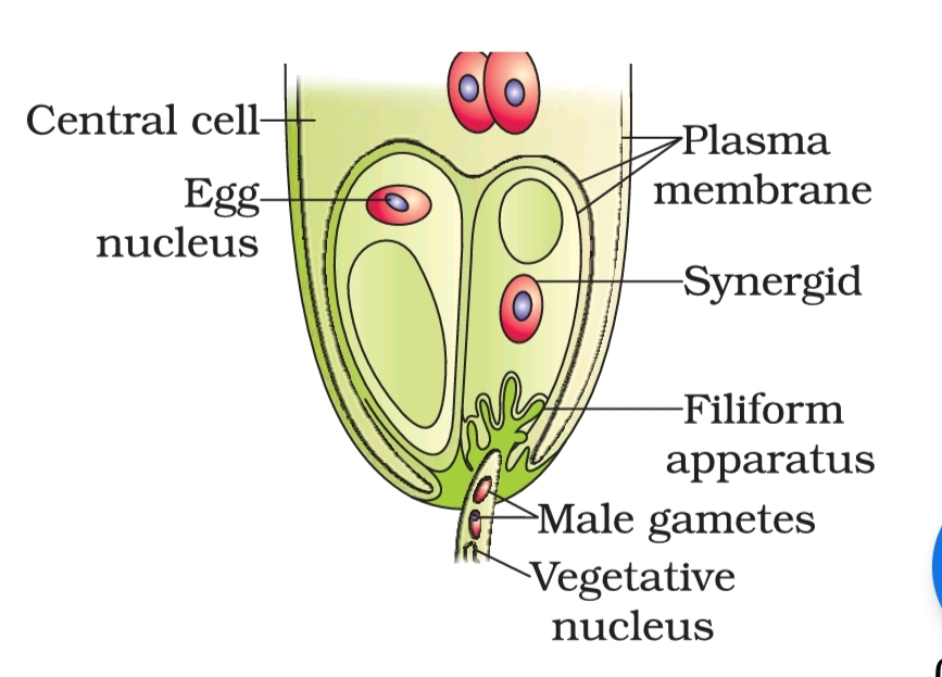 PrepBiology REPRODUCTION in ANGIOSPERMS POLLINATION