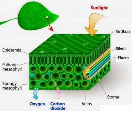 Organ Pada Tumbuhan - Saintis Muda