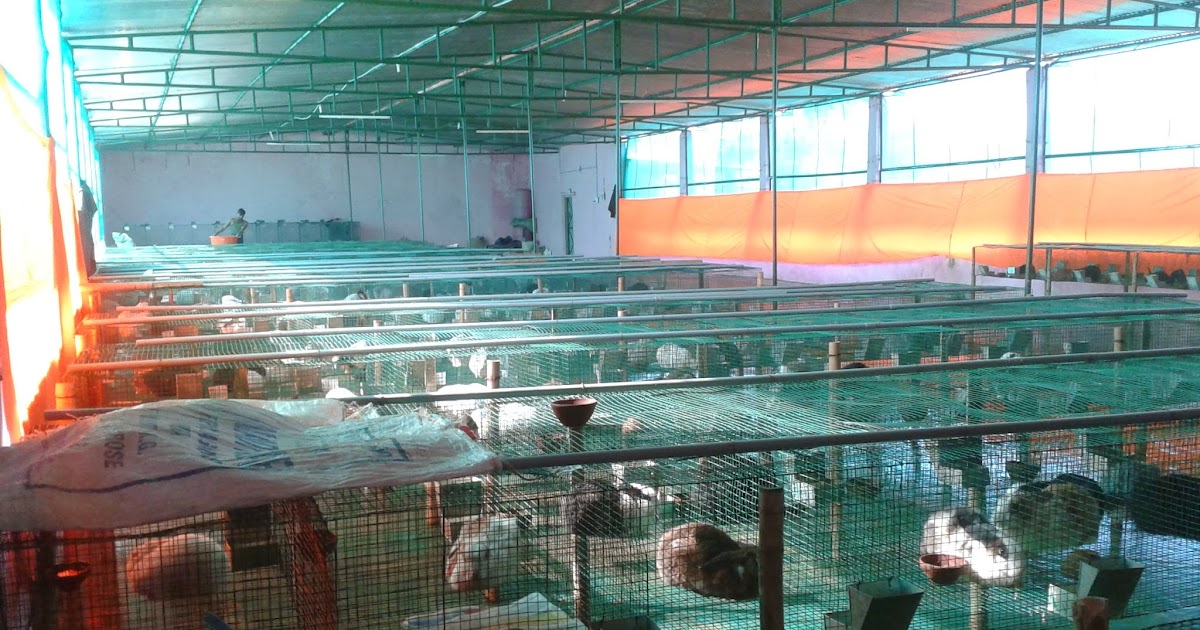 Bhumika Animal Breeder Farm Rabbit Farming in India,Pig Farming in