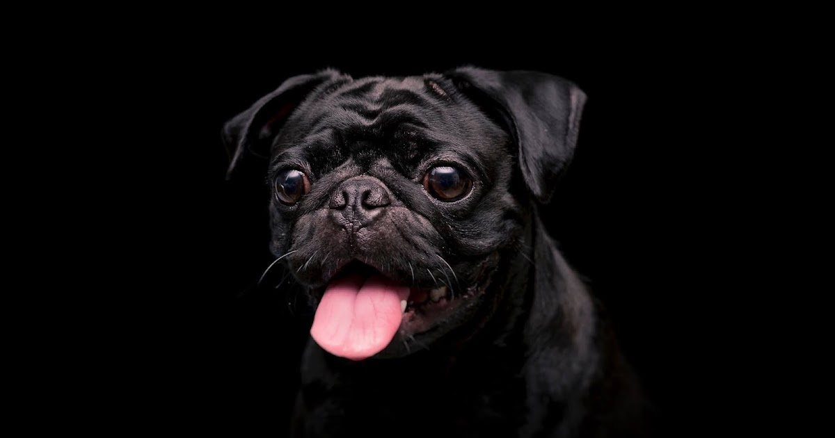 Cute Black Pug Dog Wallpaper