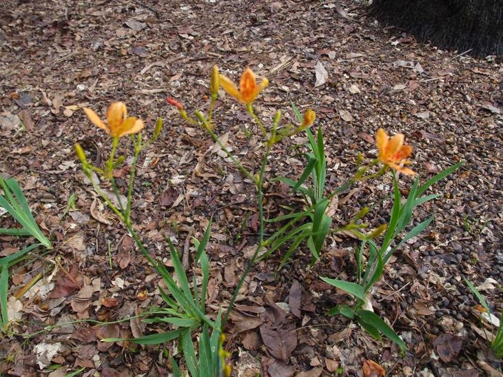 LI NA HERBS LEOPARD LILY