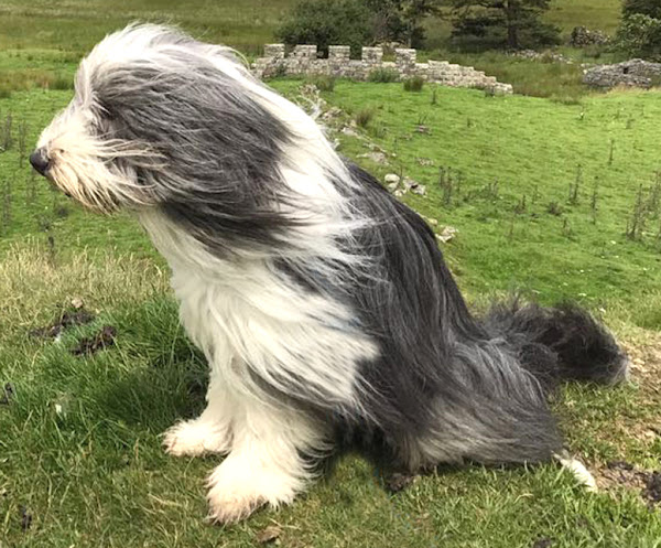 bearded collie dog, bearded collie dogs, about bearded collie dog, bearded collie dog appearance, bearded collie dog breed info, bearded collie dog breed facts, bearded collie dog behavior, bearded collie dog color, caring bearded collie dog, bearded collie dog characteristics, bearded collie dog facts, feeding bearded collie dog, bearded collie dog temperament, bearded collie dog lifespan, bearded collie dog origin, bearded collie dog as pets