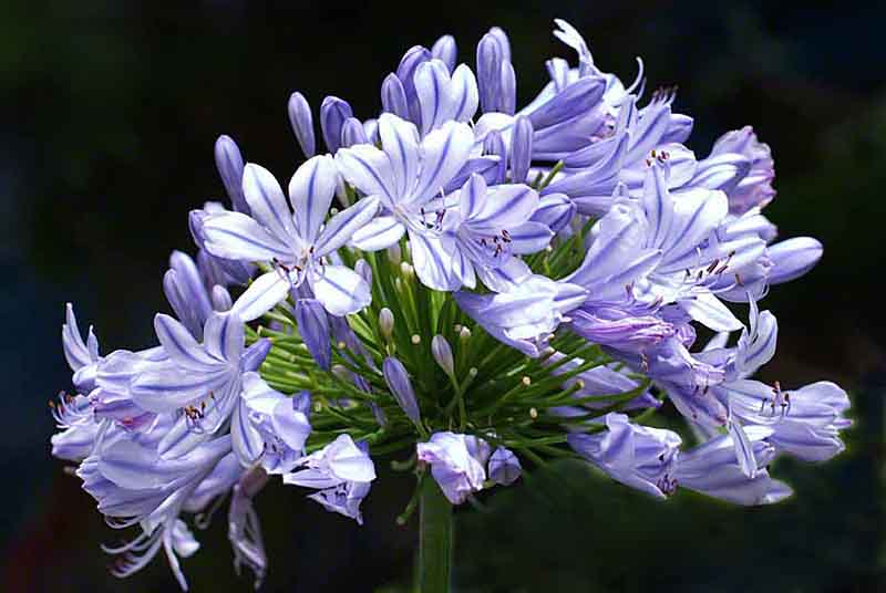 Ryukyu Life Flower Photo And Facts African Lily