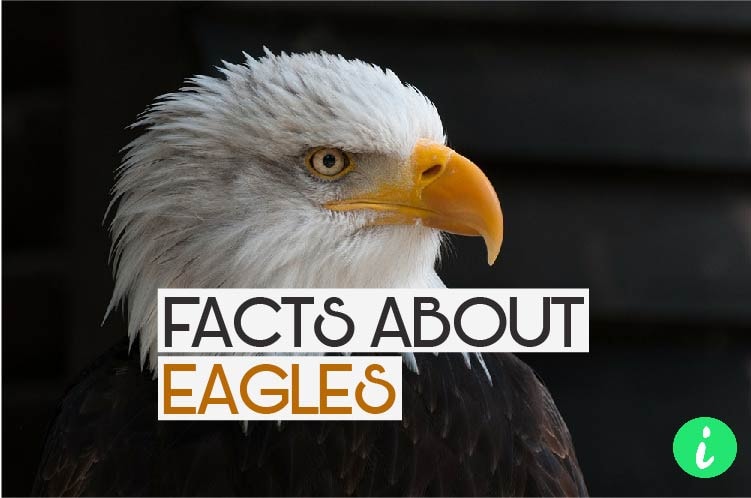 Eagles Facts