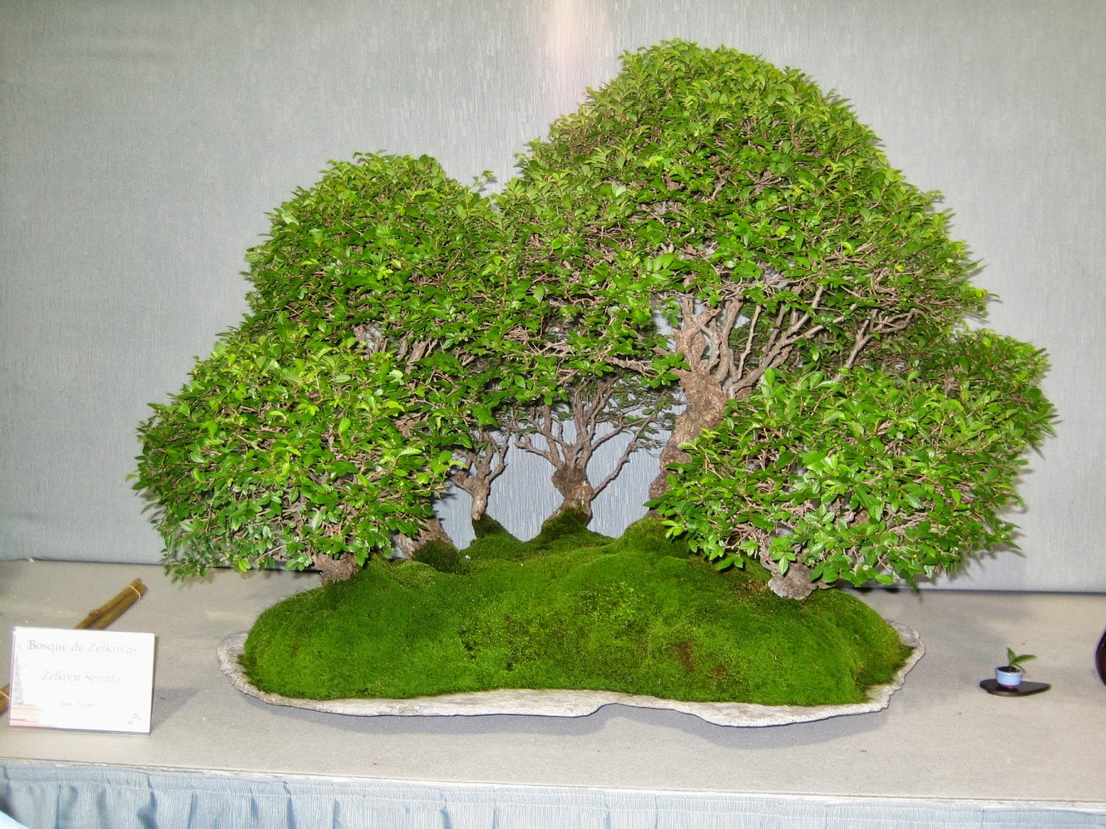 Asociacion Valenciana de Bonsai 2008 II Exposicion Bonsai Paterna