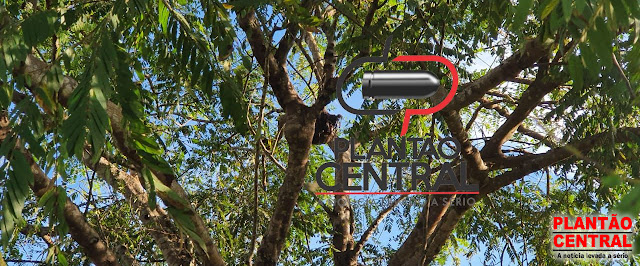 Cabeça é encontrada pendurada em árvore separada do corpo na zona rural de Ji-Paraná