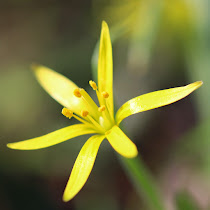 http://wild-flowers-of-europe.blogspot.nl/2015/04/gagea-lutea.html