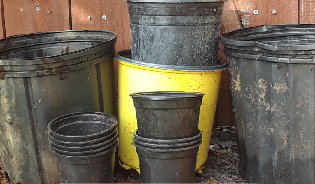 Where To Find Free Nursery Pots and Planters