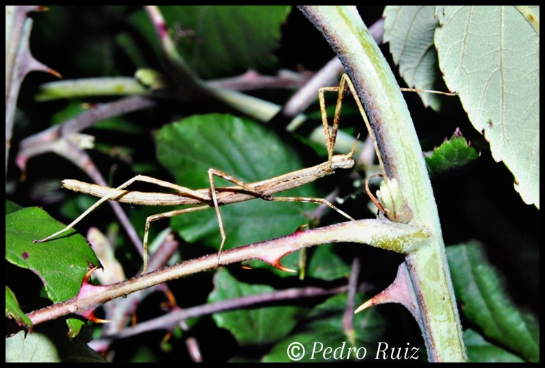 Ninfa macho L2 de Parapachymorpha zomproi, 3 cm de longitud Ninfa macho L2 de Parapachymorpha zomproi, 3 cm de longitud