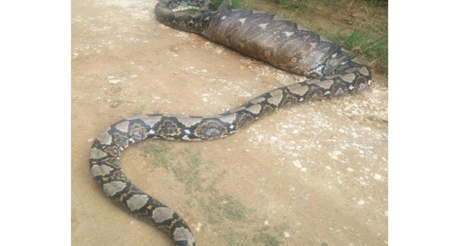 Ular Sawa Telan Anak Lembu 1sabah