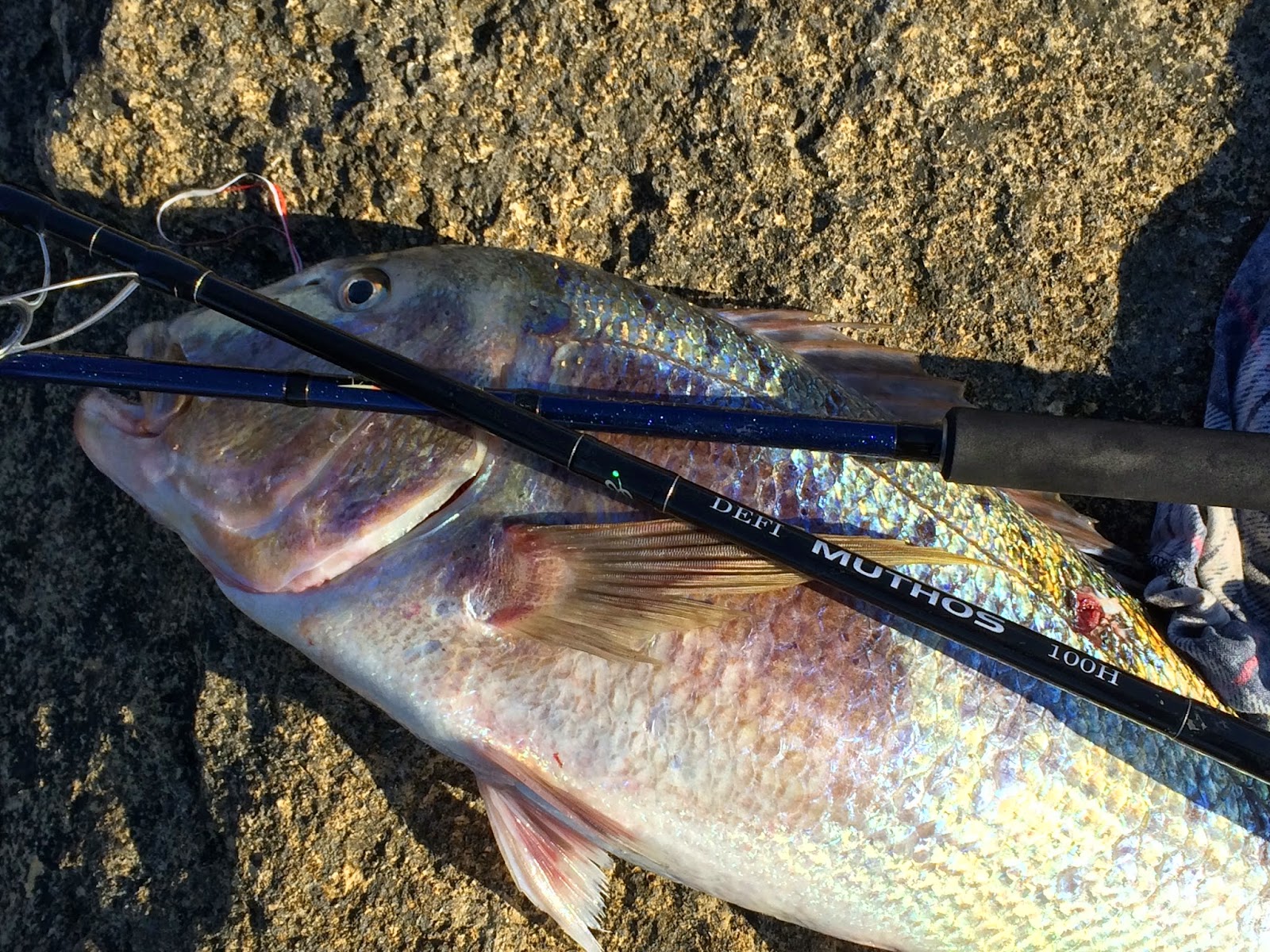 'Ψάρεμα στην Κρήτη' 'Fishing in Crete'' Spinning Shore Jigging
