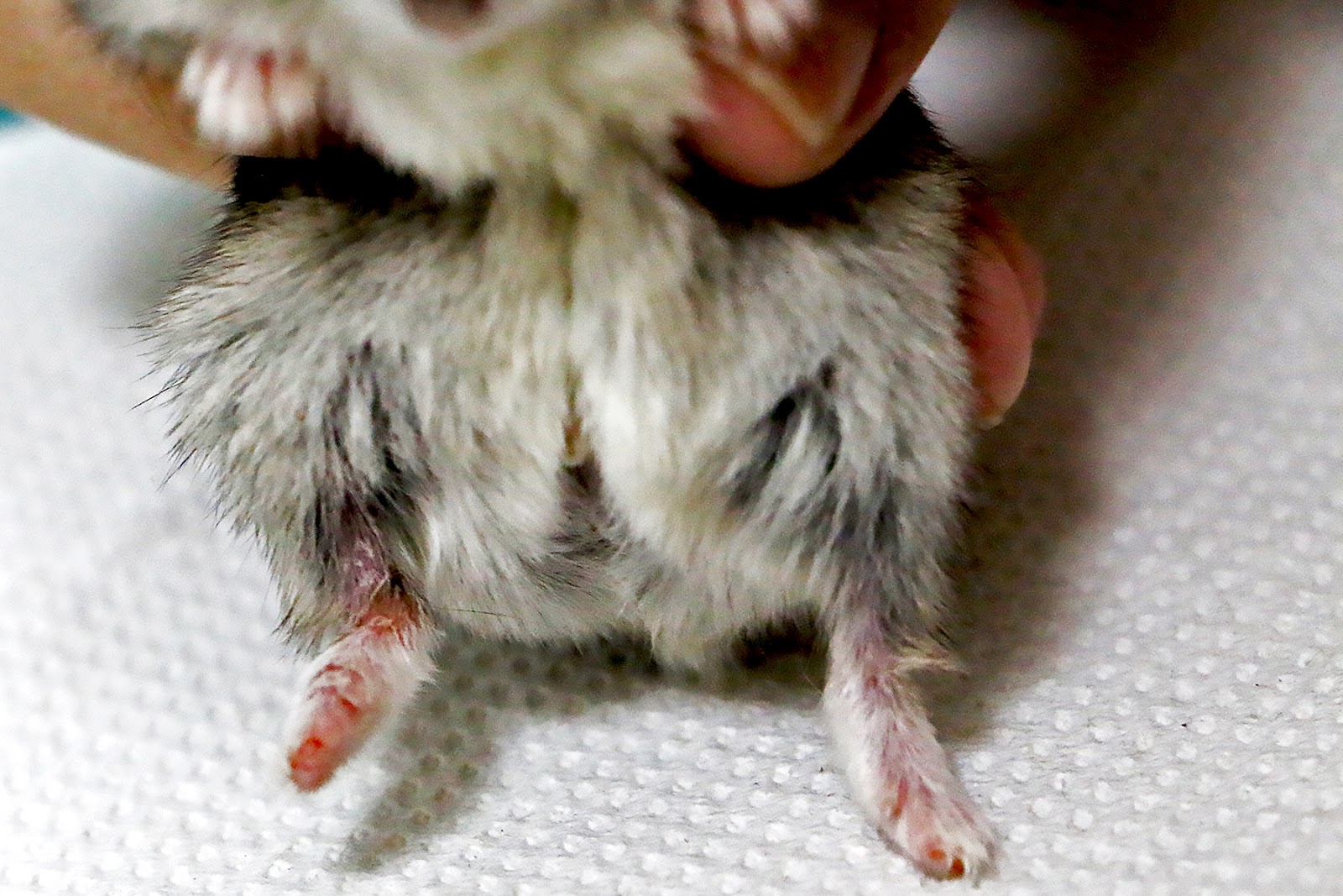 Veterinary, Photography and Travel Stories for vet students and pet owners 3473. The dwarf