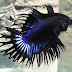 5 jenis ikan cupang (betta fish) cantik dan unik