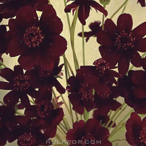 dear cloud – Good Bye, Lover – Single