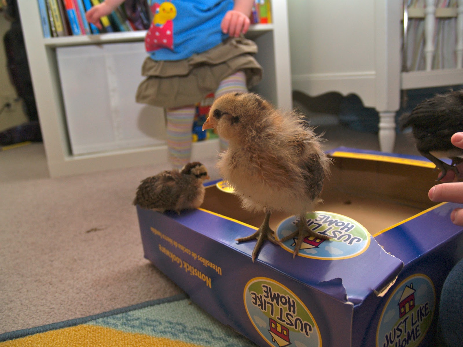 Crafty lineage Are chickens a good family pet?