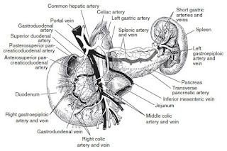 Pancreatitis anatomy