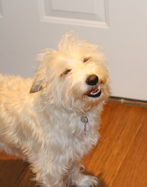 Sammi's Blog of Life Hartz Review