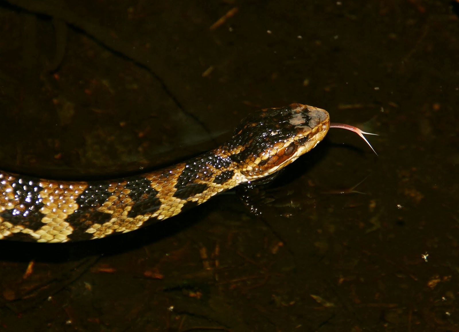 Hoot Owl Karma Tongue Twister Cottonmouth Caught on Tape!