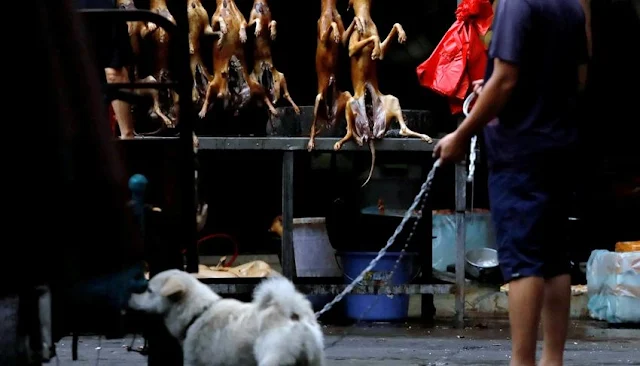 Feria de carne de perro en china