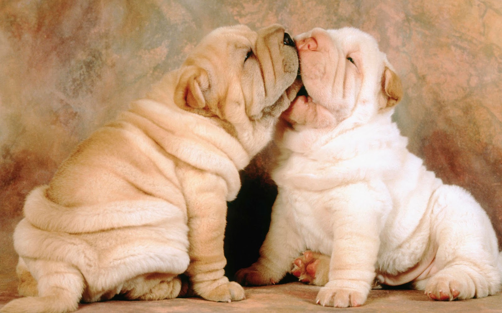 Cute Funny Animalz: Funny Shar Pei Dogs New Nice Images And Wallpapers 2013