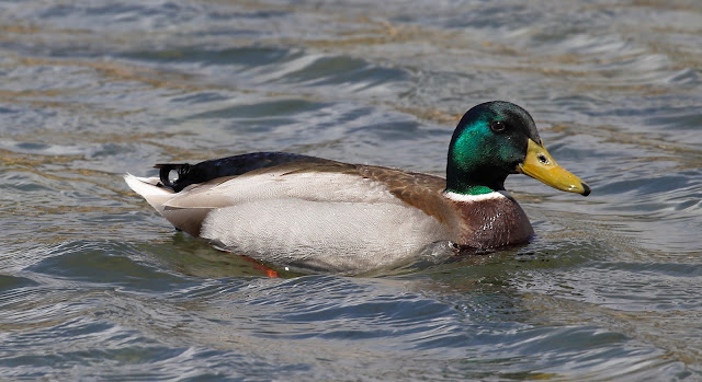 Ánade azulón - Laguna de Aclimatación - Tablas de Daimiel