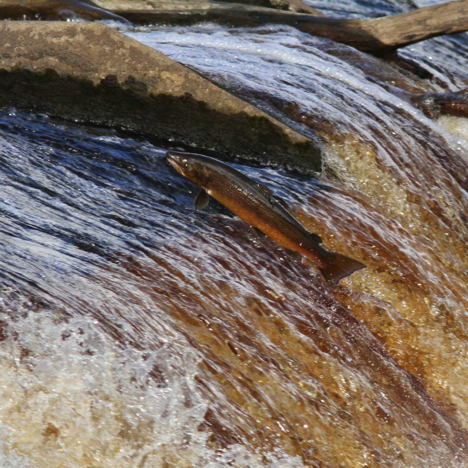 TrogTrogBlog Salmon leaping at Hexham weir