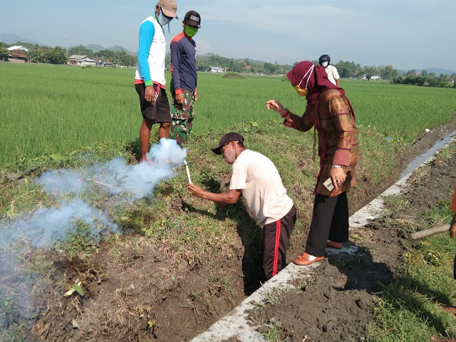 Tak Ingin Gagal Panen Babinsa bersama Instansi terkait  Gerdal Hama Tikus