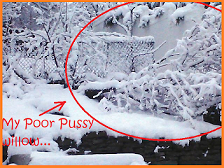 Fallen pussy willow, circled in red.  Red arrow pointing to it from words reading "My Poor Pussy Willow..."